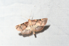 Hypsopygia thymetusalis
