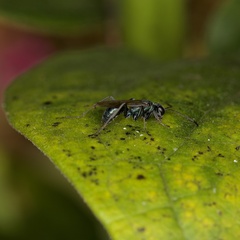 Auplopus carbonarius