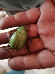 Chrysina macropus