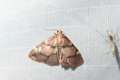 Hypsopygia thymetusalis