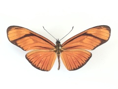 Eueides aliphera