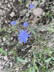 Cichorium intybus