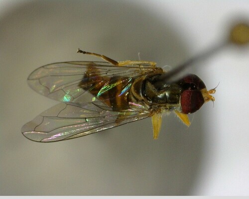 iNaturalist observation photo of Margined Calligrapher