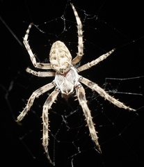 Larinioides sclopetarius