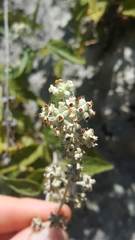 Buddleja racemosa
