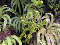Pimelea buxifolia