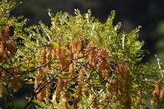 Alvaradoa amorphoides