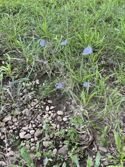 Cichorium intybus