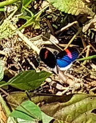 Heliconius erato cyrbia