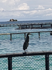 Tigrisoma mexicanum
