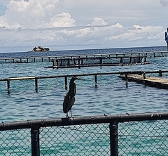 Tigrisoma mexicanum