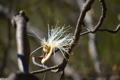 Pseudobombax palmeri
