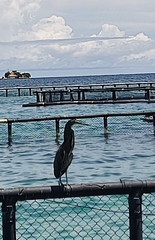 Tigrisoma mexicanum