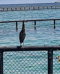 Tigrisoma mexicanum