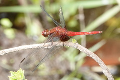 Erythrodiplax ines