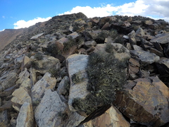 Usnea aurantiaco-atra