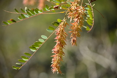 Alvaradoa amorphoides