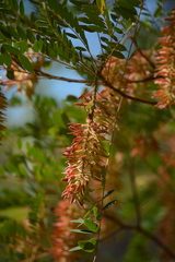 Alvaradoa amorphoides