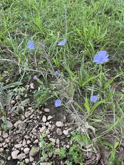 Cichorium intybus