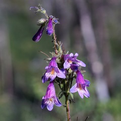 Penstemon metcalfei