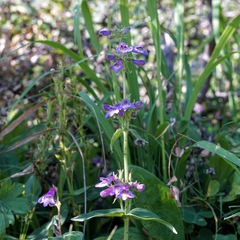 Penstemon metcalfei