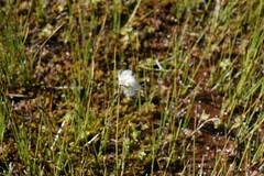 Eriophorum gracile