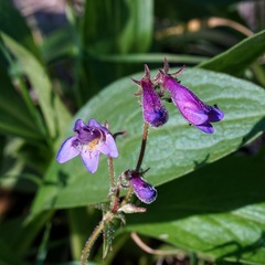 Penstemon metcalfei