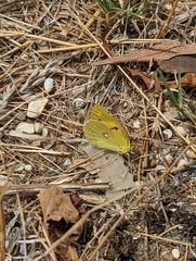 Colias croceus