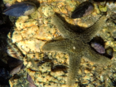 Anasterias antarctica