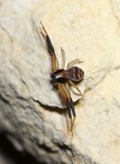 Xysticus texanus