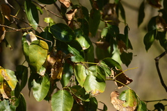 Platymiscium trifoliolatum