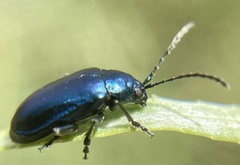 Alticini