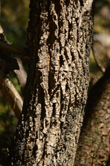 Platymiscium trifoliolatum