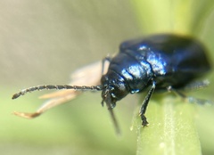 Alticini