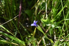 Gentianopsis simplex