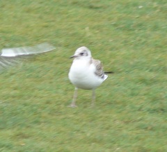 Chroicocephalus ridibundus
