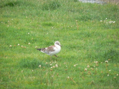 Chroicocephalus ridibundus