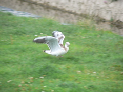 Chroicocephalus ridibundus