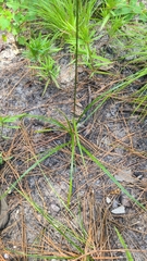 Cyperus hystricinus