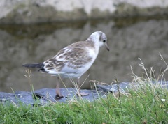 Chroicocephalus ridibundus