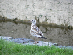 Chroicocephalus ridibundus