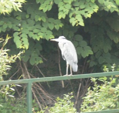 Ardea cinerea