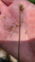 Cyperus hystricinus