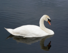 Cygnus olor