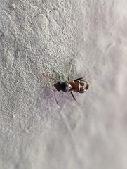 Pilophorus