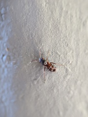 Pilophorus