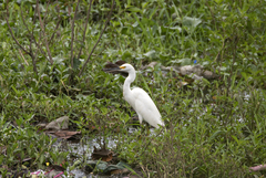 Egretta thula