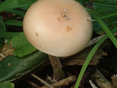 Amanita flavescens