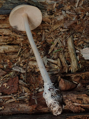 Amanita flavescens