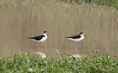 Himantopus mexicanus